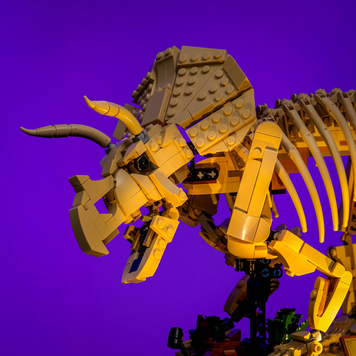 Warm beleuchteter Kopf des Triceratops-Fossils