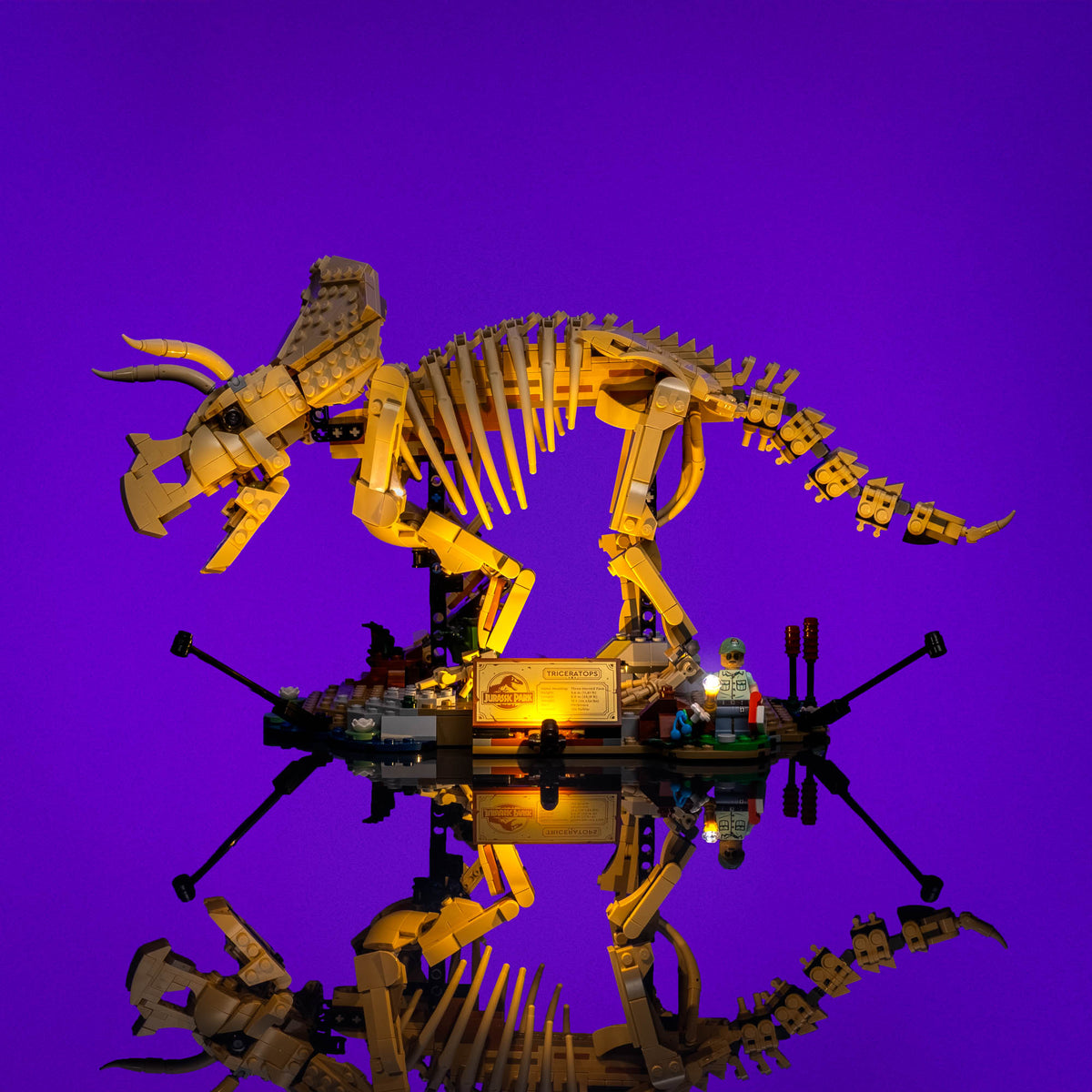 Vollständig beleuchtetes Triceratops-Fossil als Ausstellungsmodell