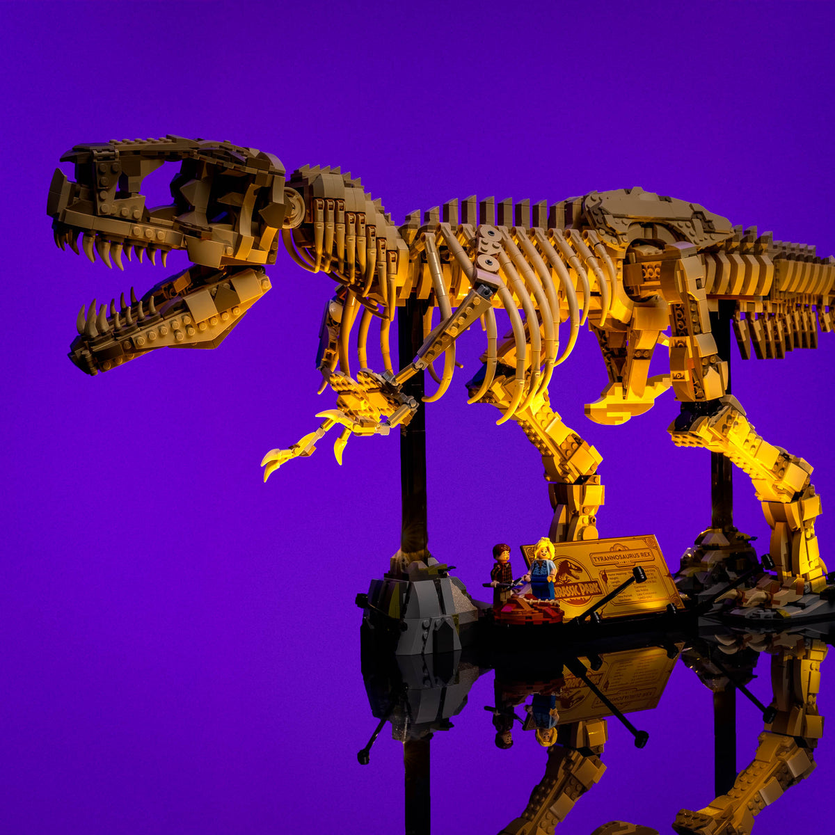 Warm beleuchtetes Skelett des Tyrannosaurus rex